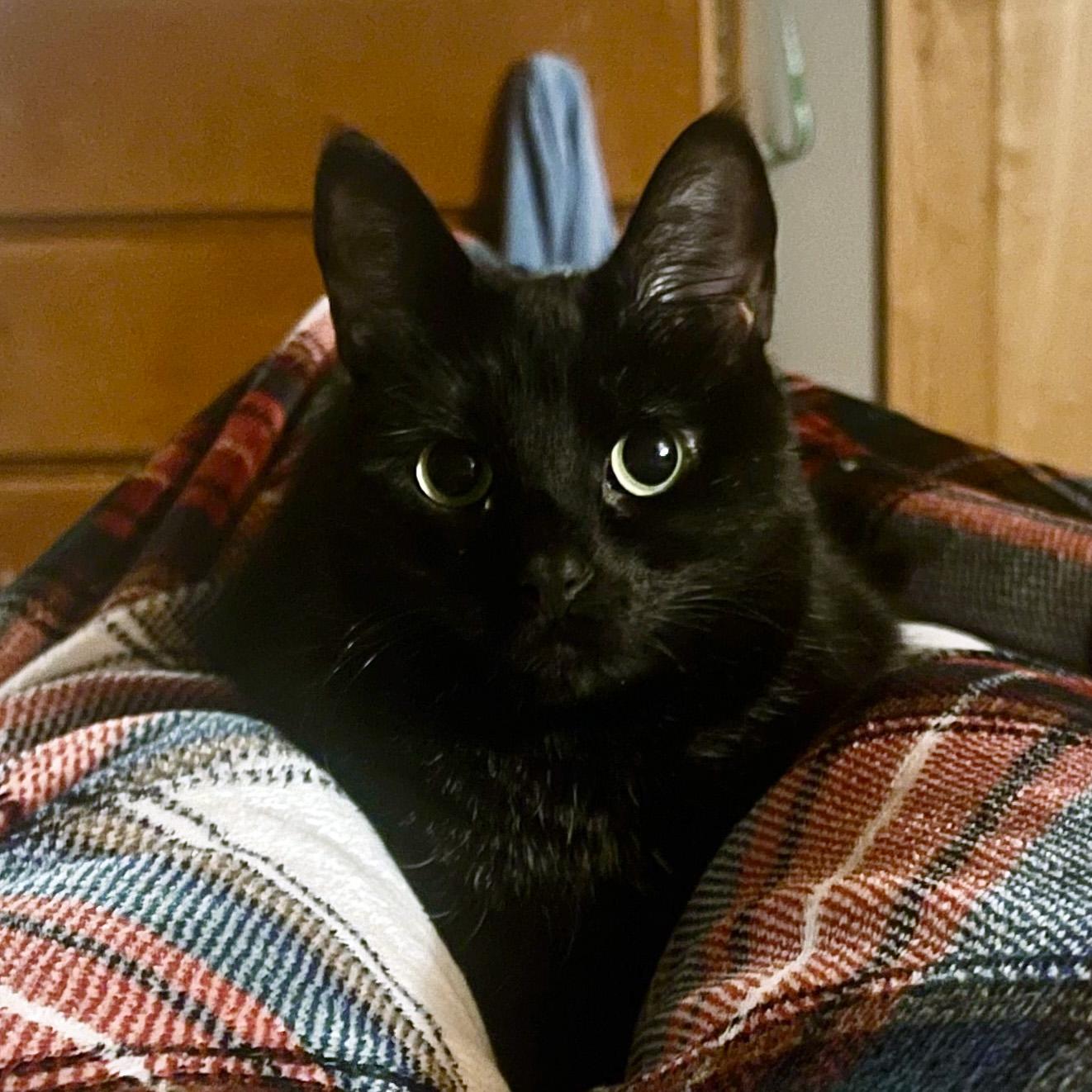 Enlarge Catelyn, a Adoptable Domestic Short Hair in Fair Haven, VT image 1/5