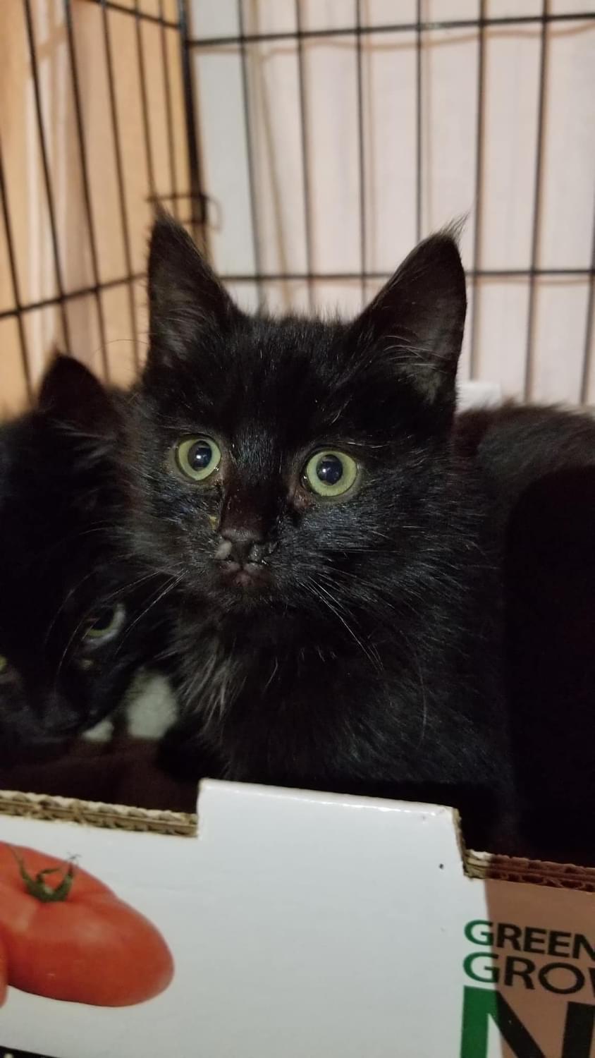 Enlarge Catelyn, a Adoptable Domestic Short Hair in Fair Haven, VT image 3/5