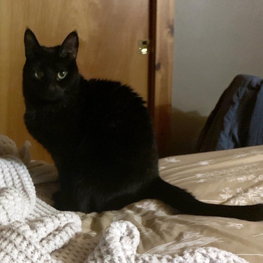 Enlarge Catelyn, a Adoptable Domestic Short Hair in Fair Haven, VT image 2/5