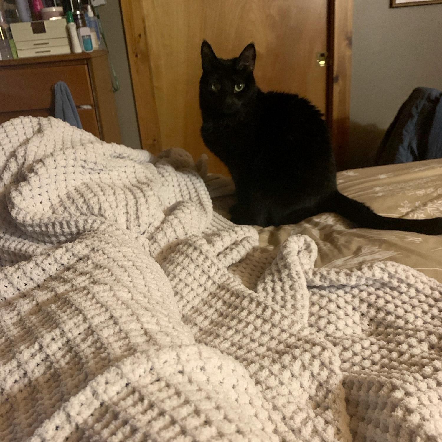Enlarge Catelyn, a Adoptable Domestic Short Hair in Fair Haven, VT image 4/5
