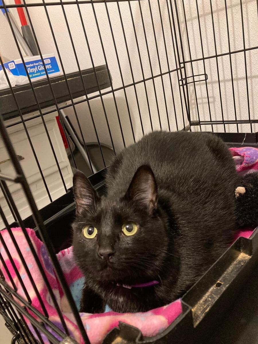 Enlarge Catelyn, a Adoptable Domestic Short Hair in Fair Haven, VT image 4/5