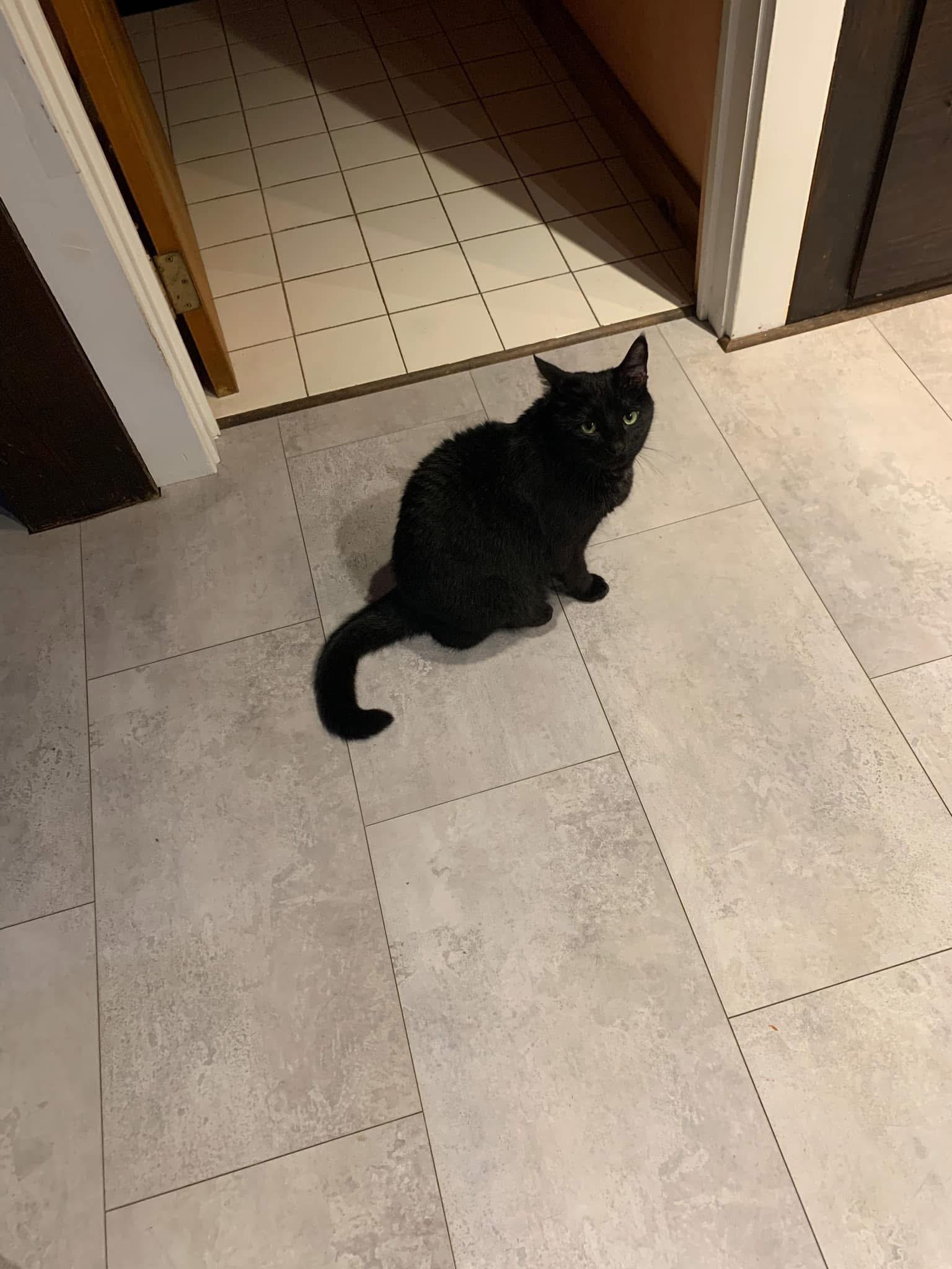 Enlarge Catelyn, a Adoptable Domestic Short Hair in Fair Haven, VT image 5/5