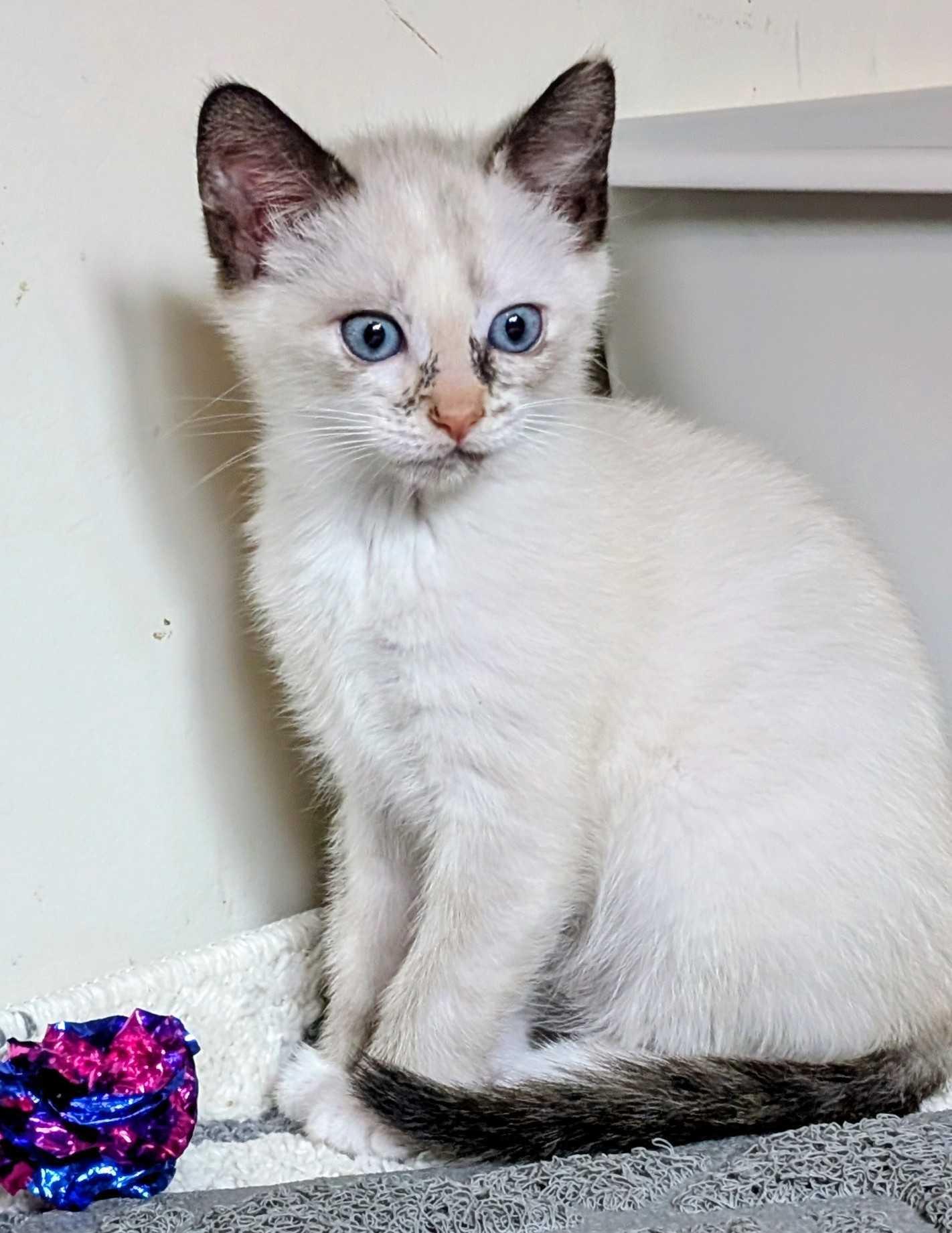 Rosemary and Cilantro, an adopted Domestic Short Hair in Seattle, WA image 3/6