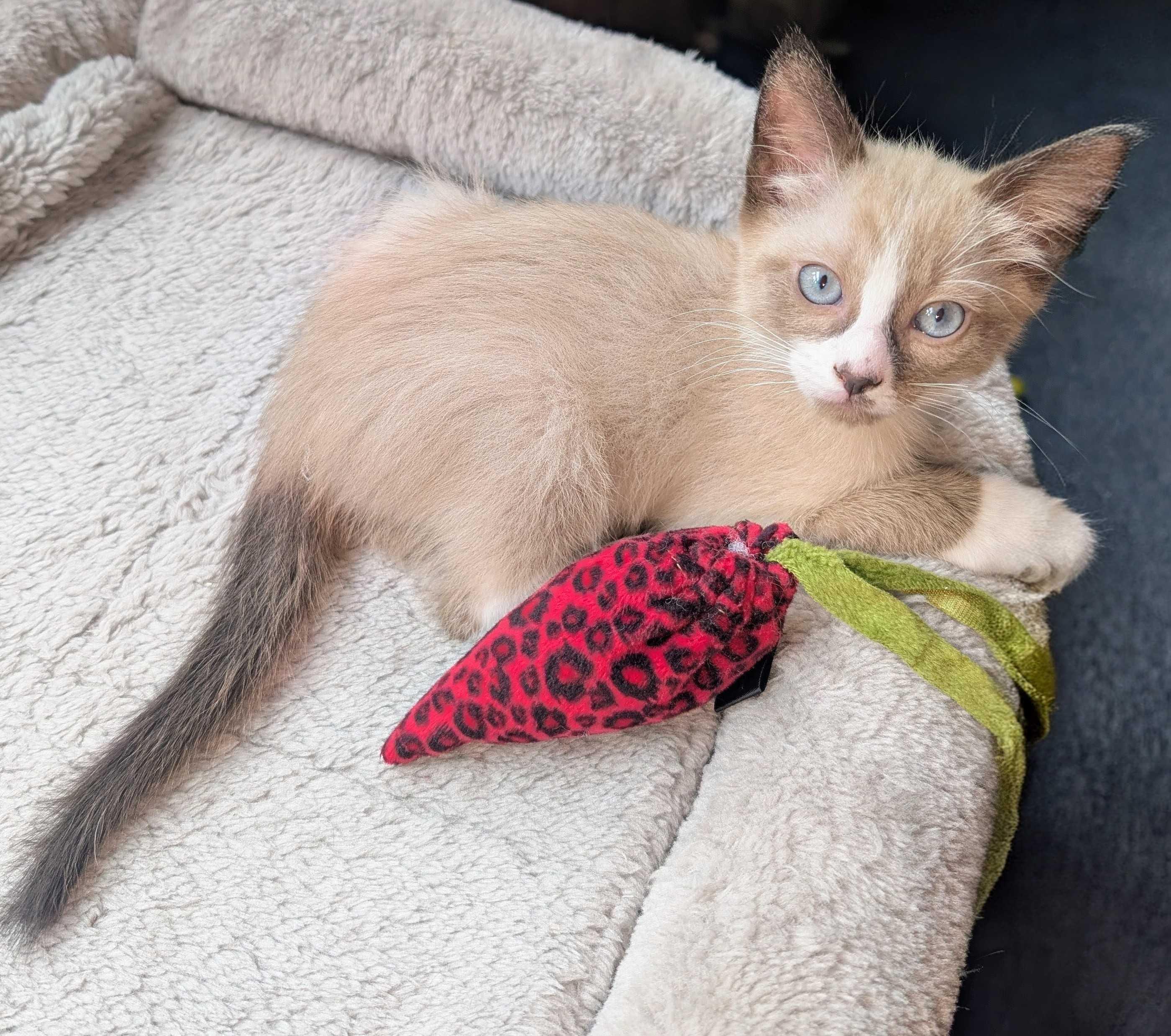 Rosemary and Cilantro, an adopted Domestic Short Hair in Seattle, WA image 4/6