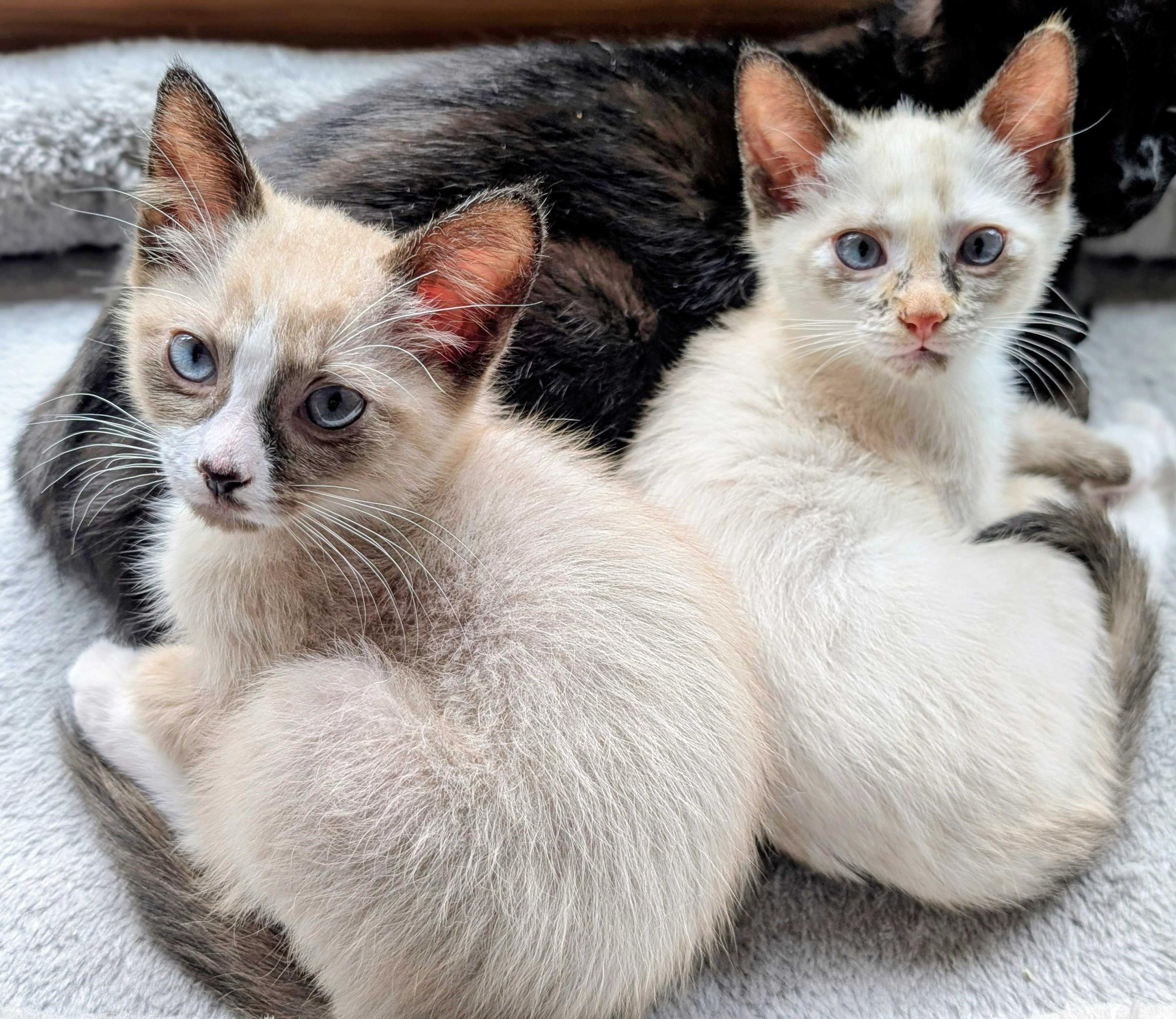 Rosemary and Cilantro, adopted, Kitten Female Domestic Short Hair.