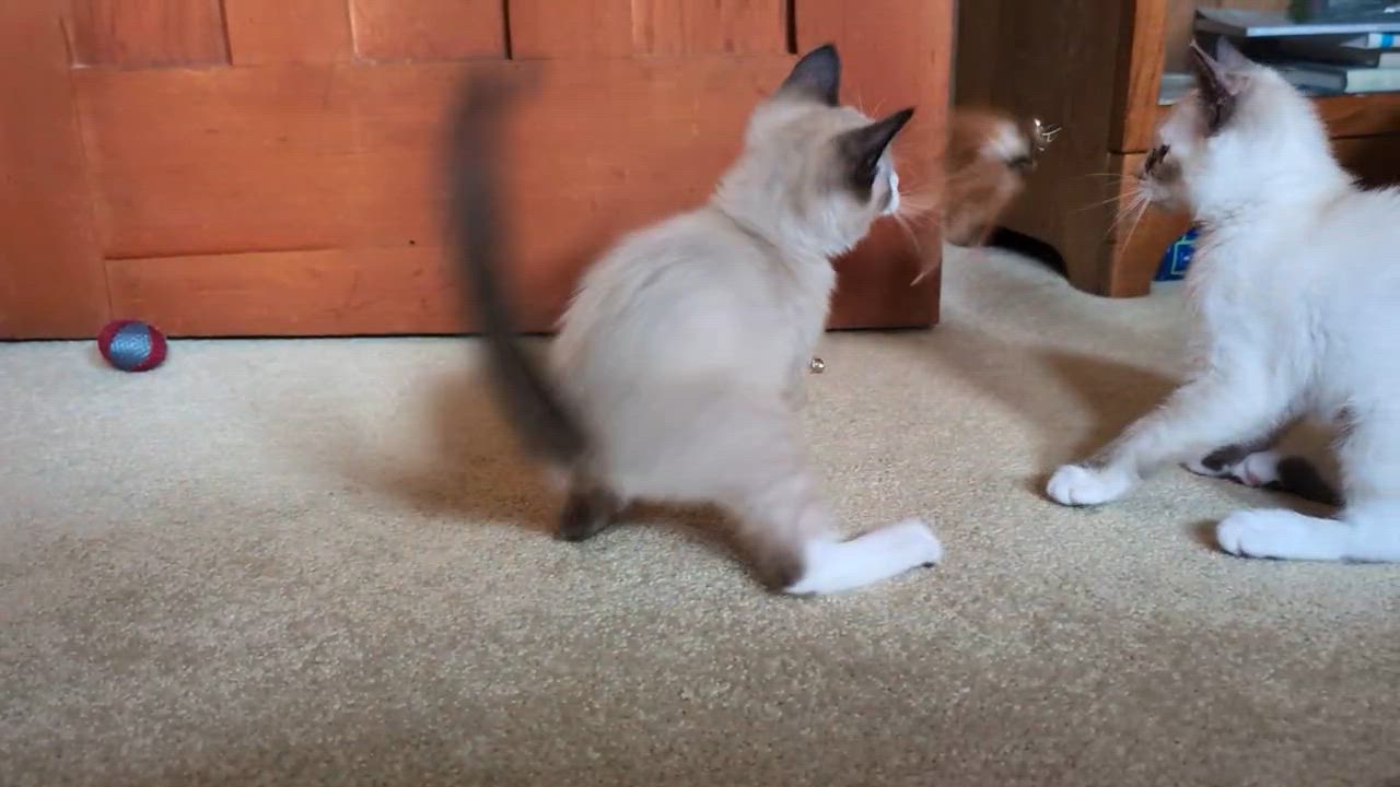 Enlarge Rosemary and Cilantro, an adopted Domestic Short Hair in Seattle, WA video 6/6