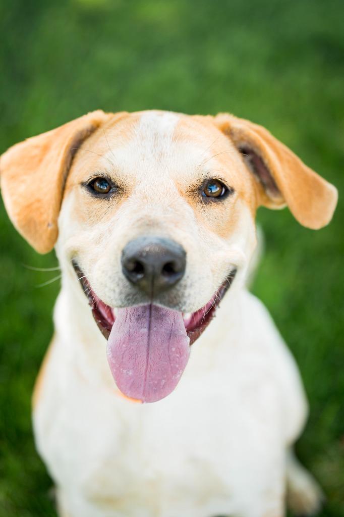 Winyan, Adoptable, Puppy Female Australian Cattle Dog / Blue Heeler & Labrador Retriever.