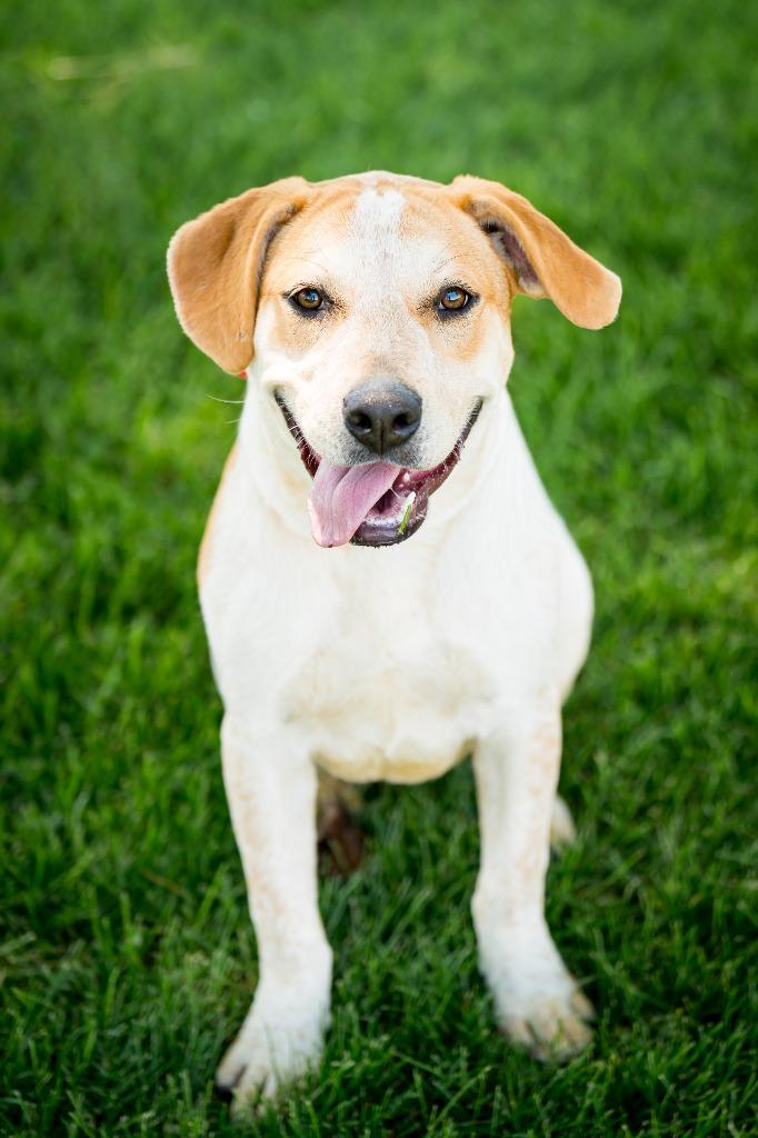 Winyan, a Adoptable mixed breed in Fort Lupton, CO image 2/3