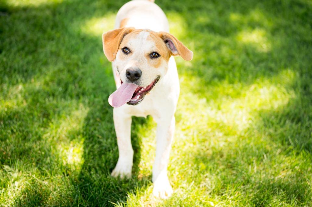 Winyan, a Adoptable mixed breed in Fort Lupton, CO image 3/3