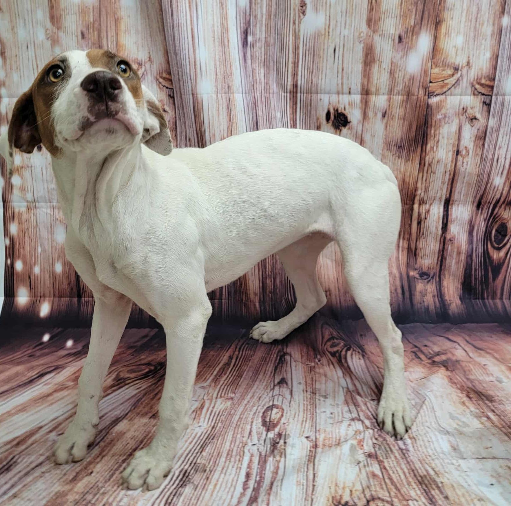 Candace, Adoptable, Young Female Pit Bull Terrier.