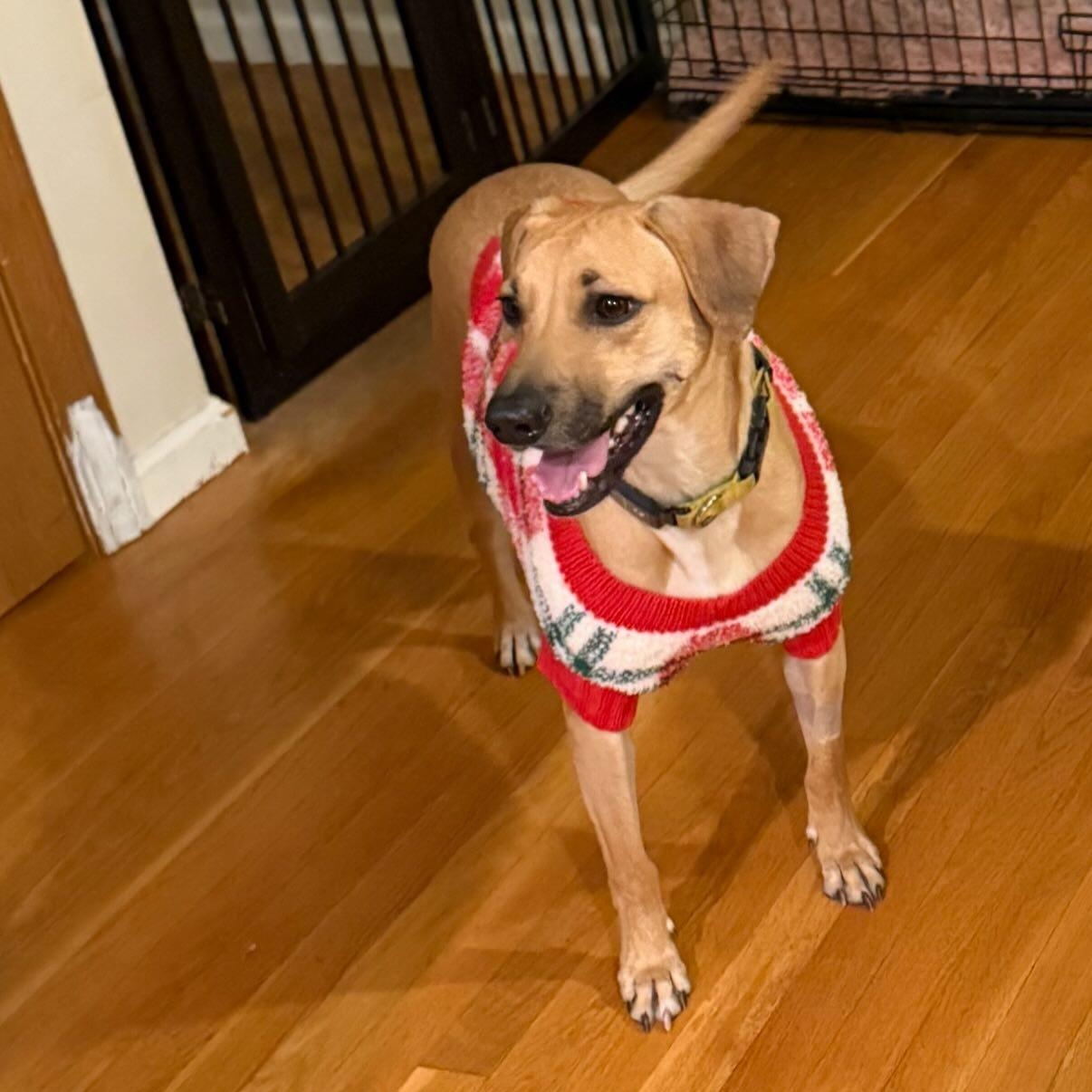 Petra, ADOPTABLE, Adult Female Yellow Labrador Retriever & Black Mouth Cur.