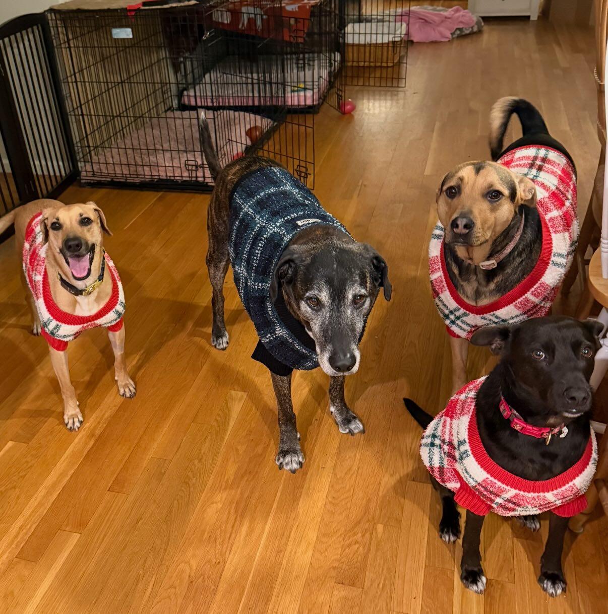 Enlarge Petra, a ADOPTABLE mixed breed in Portsmouth, NH image 2/4