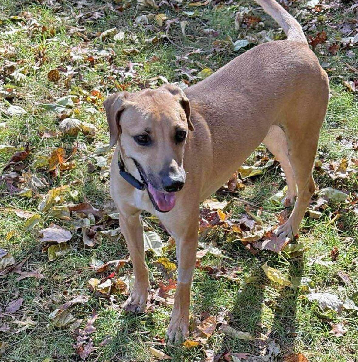 Enlarge Petra, a ADOPTABLE mixed breed in Portsmouth, NH image 3/4