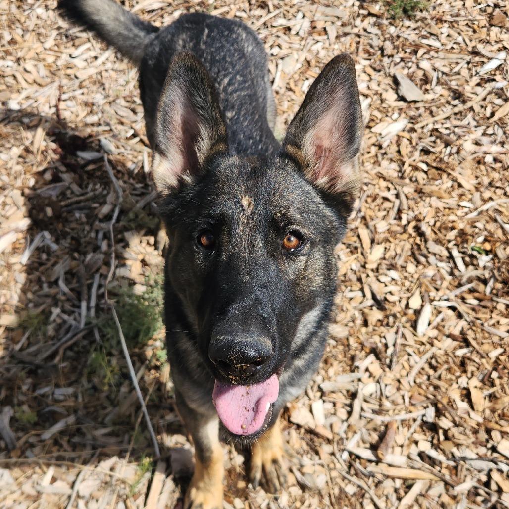 Enlarge Lucia, a Adoptable mixed breed in Taos, NM image 1/3