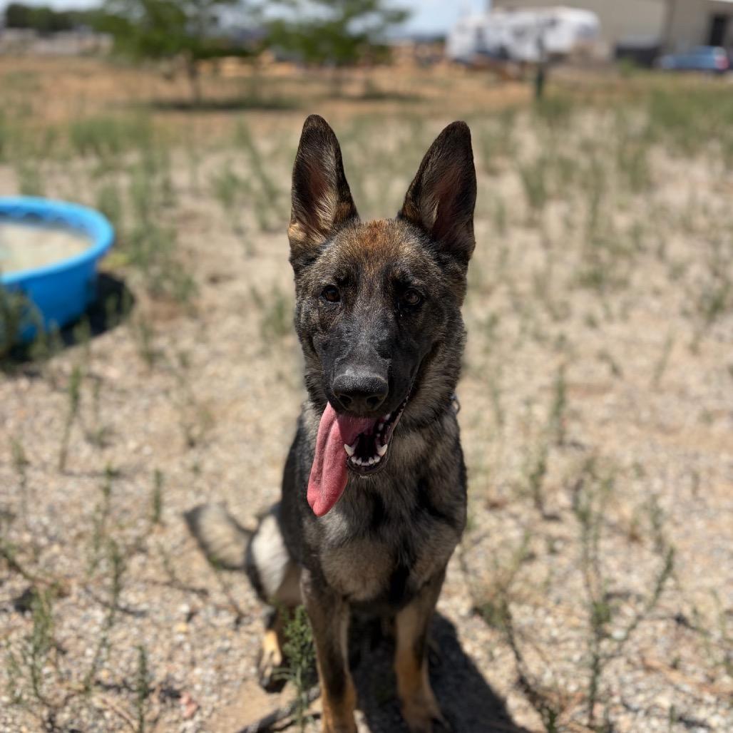 Enlarge Lucia, a Adoptable mixed breed in Taos, NM image 2/3