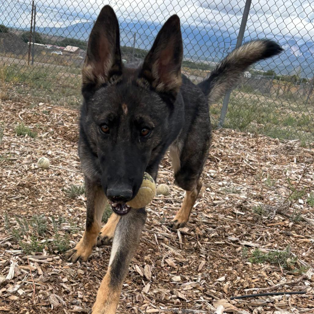 Enlarge Lucia, a Adoptable mixed breed in Taos, NM image 3/3