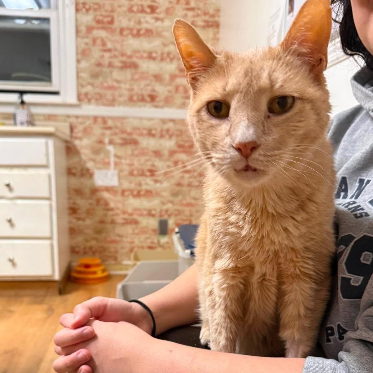 Enlarge Dean, a Adoptable Domestic Short Hair in Huntington, NY image 3/3