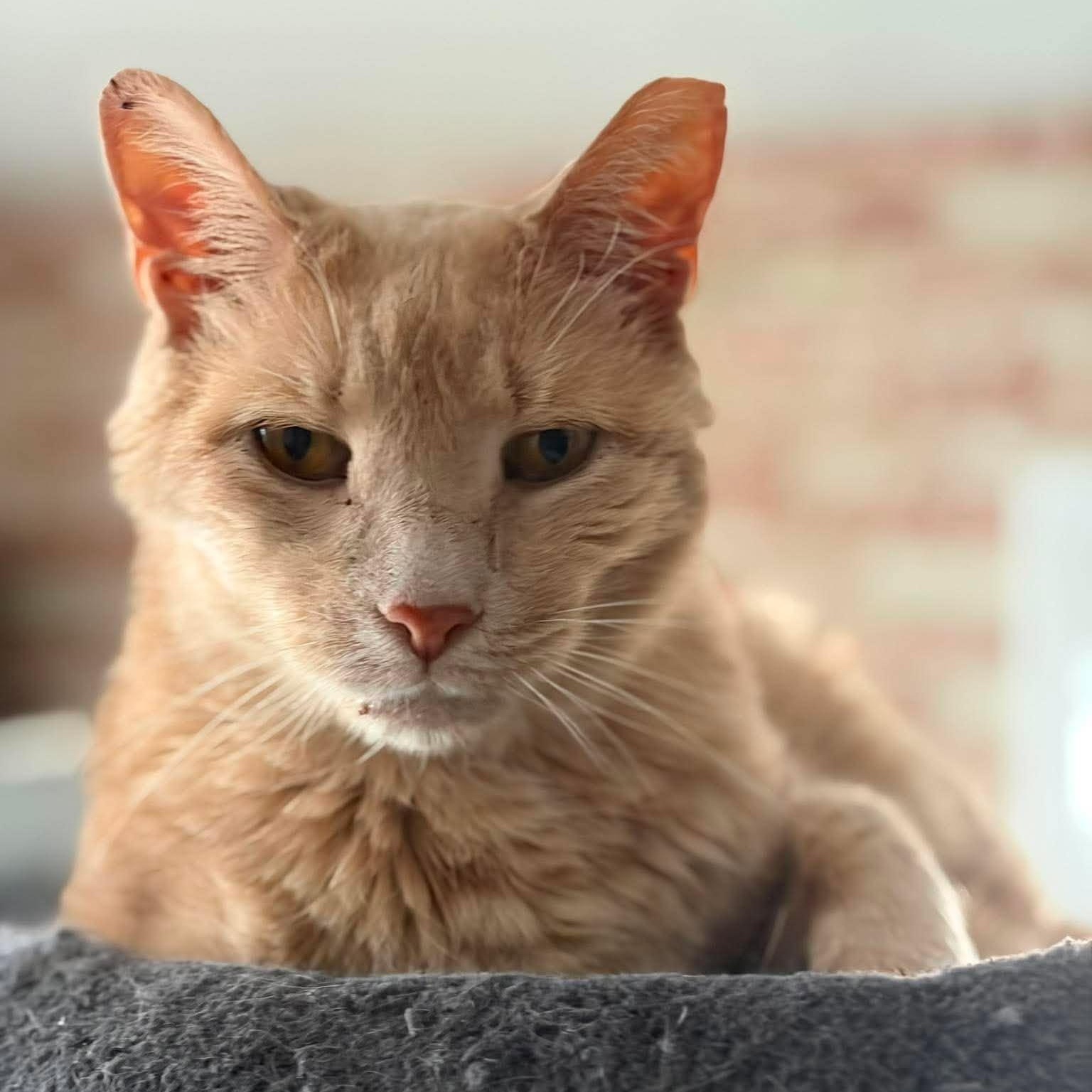 Enlarge Dean, a Adoptable Domestic Short Hair in Huntington, NY image 2/3
