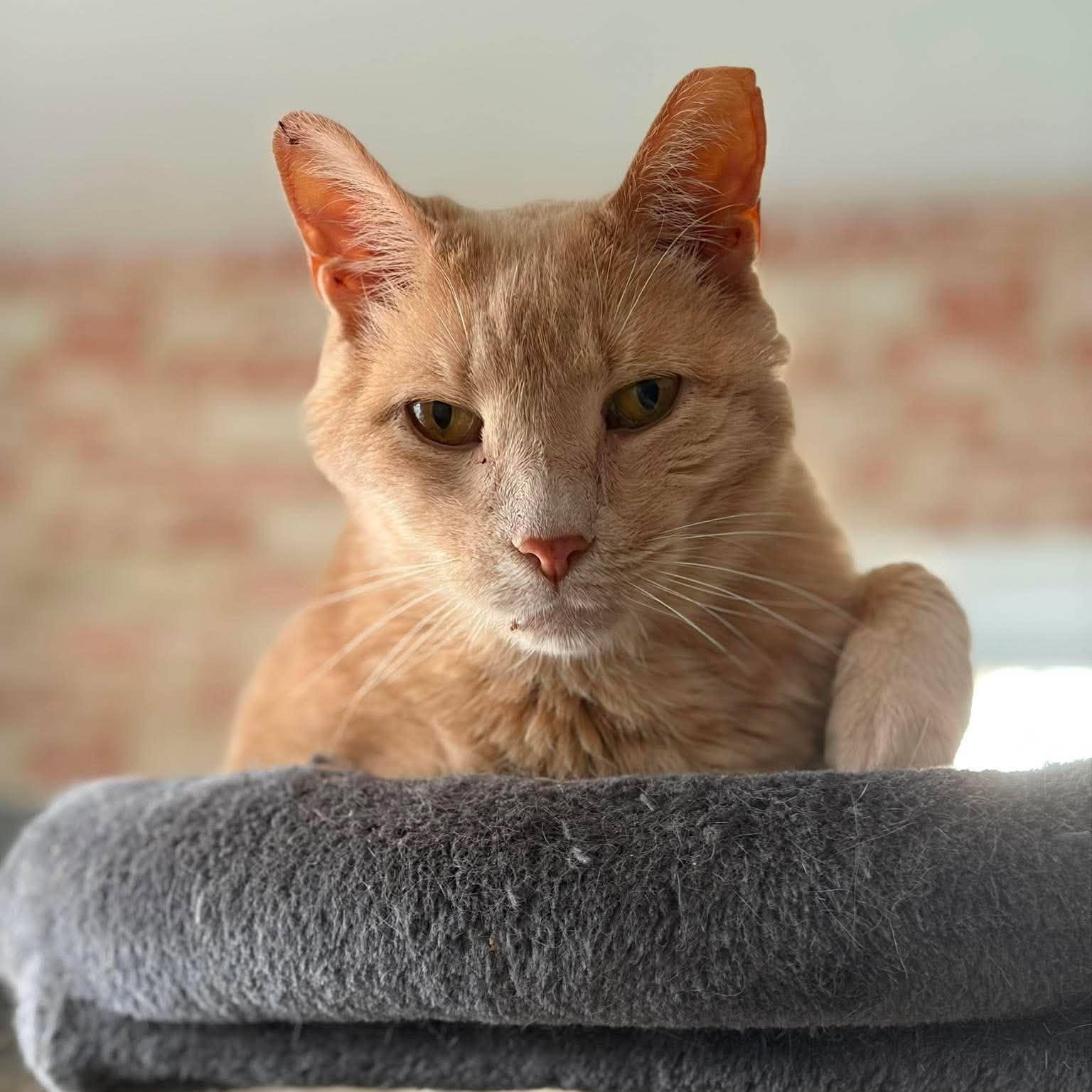 Dean, Adoptable, Senior Male Domestic Short Hair.