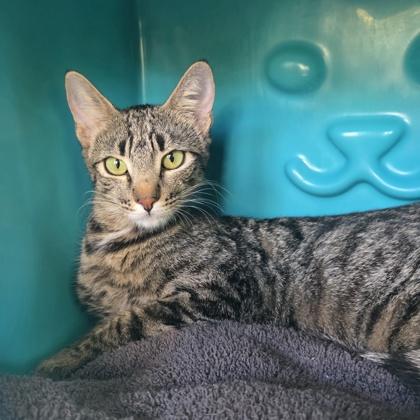 Juno, Adoptable, Adult Female Domestic Short Hair & Domestic Short Hair.