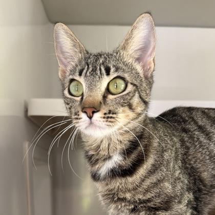 Enlarge Juno, a Adoptable mixed breed in Honolulu, HI image 2/3