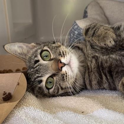 Enlarge Juno, a Adoptable mixed breed in Honolulu, HI image 3/3
