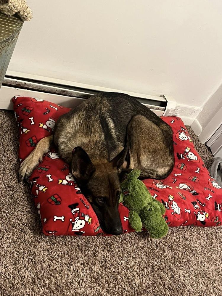 Ida (Vision), Adoptable, Young Female Belgian Shepherd / Malinois.