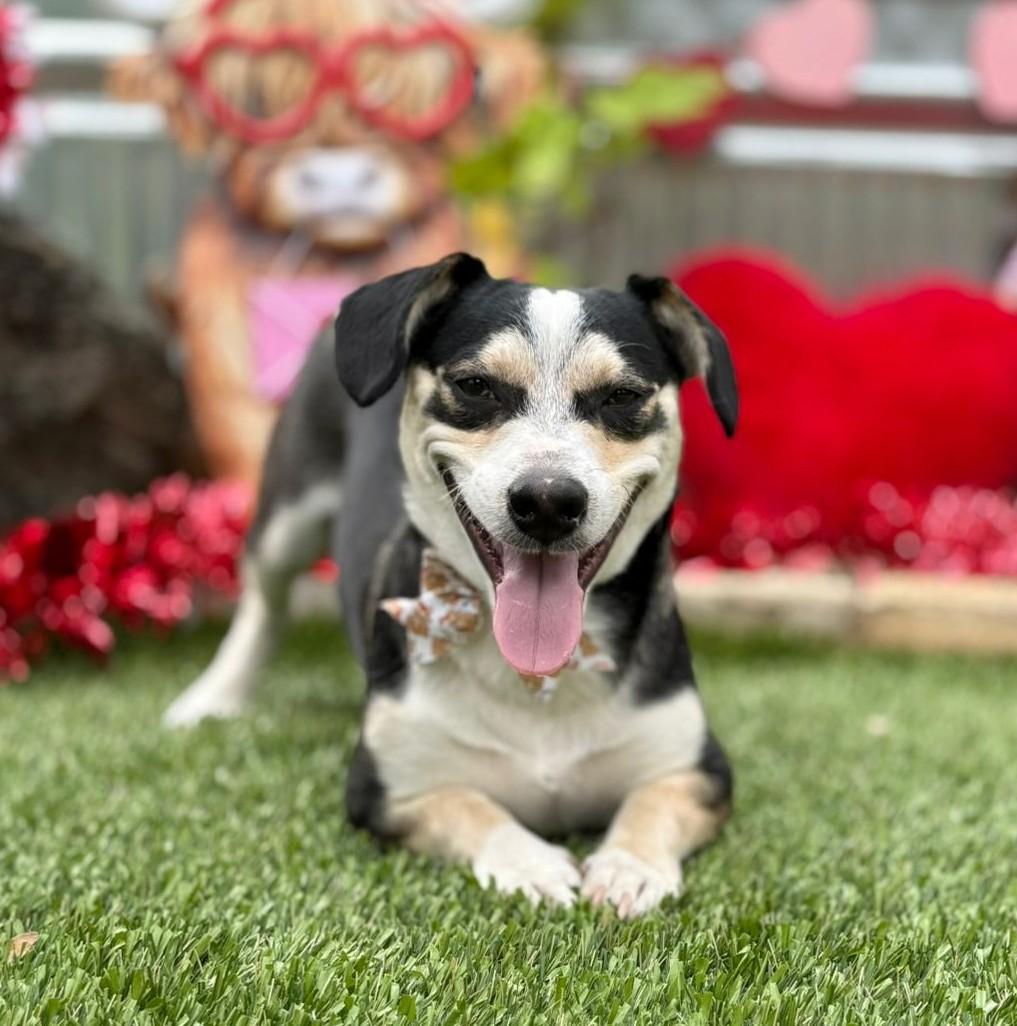 Enlarge Buddy, a ADOPTABLE mixed breed in Southport, CT image 2/6