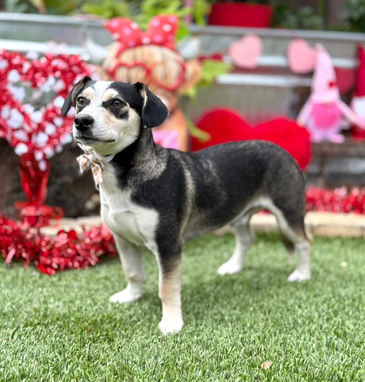 Enlarge Buddy, a ADOPTABLE mixed breed in Southport, CT image 4/6