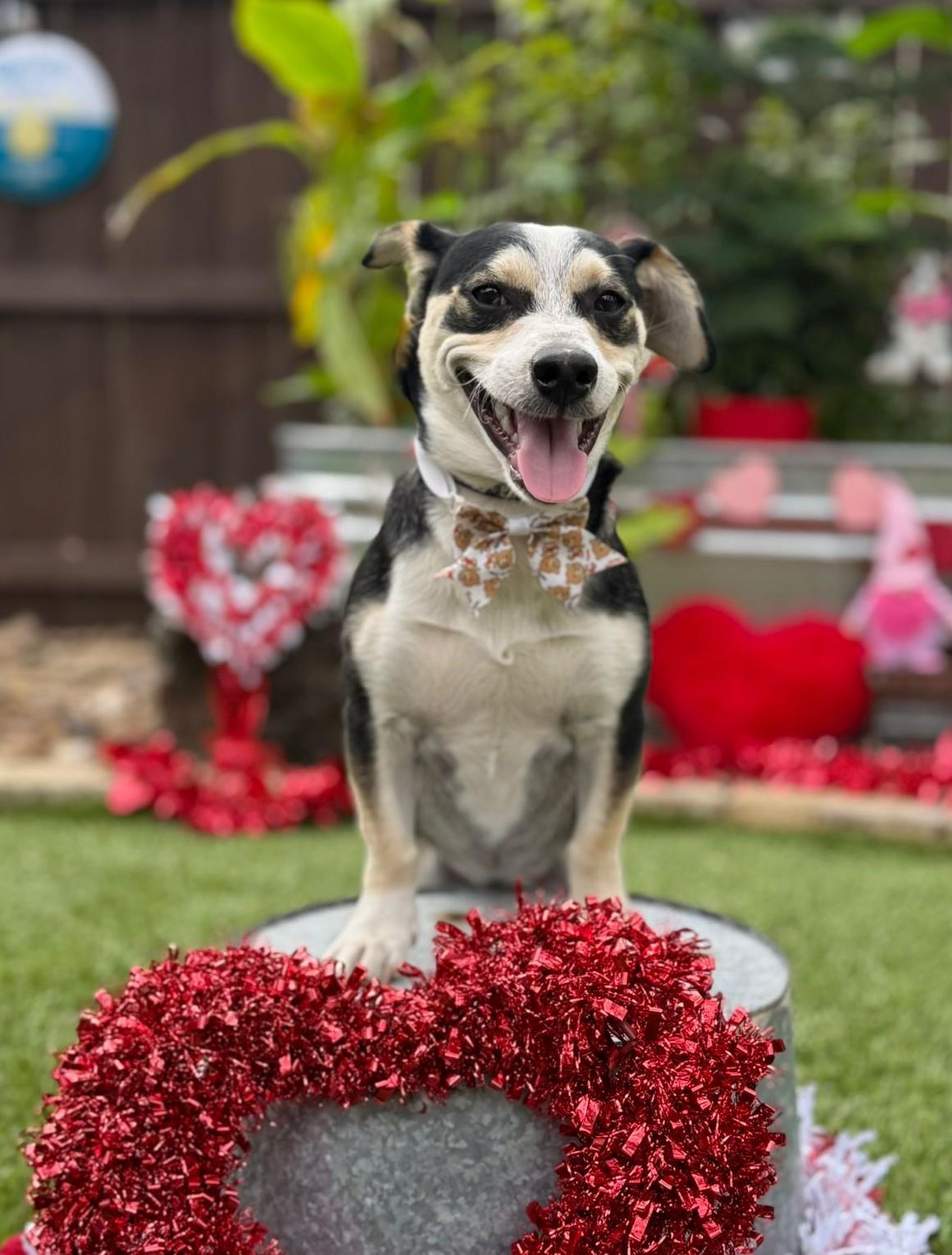 Enlarge Buddy, a ADOPTABLE mixed breed in Southport, CT image 5/6