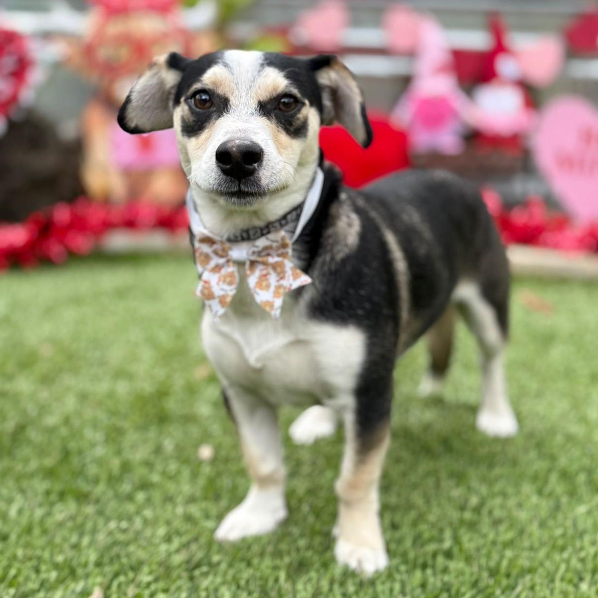 Buddy, ADOPTABLE, Young Male Jack Russell Terrier.