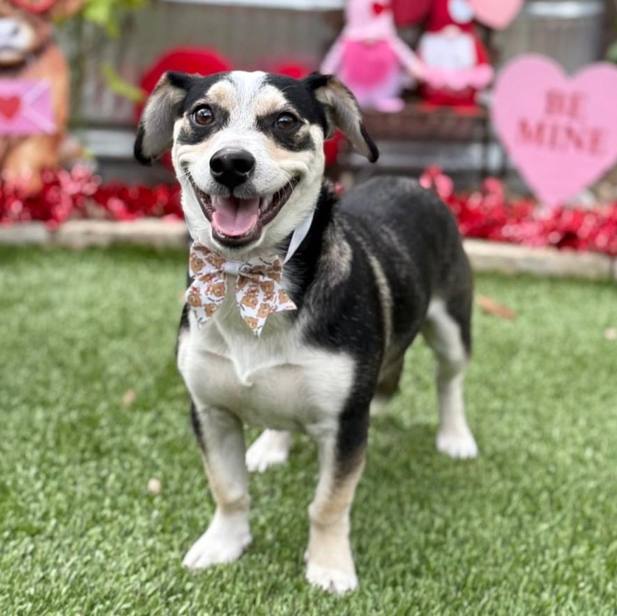 Enlarge Buddy, a ADOPTABLE mixed breed in Southport, CT image 6/6