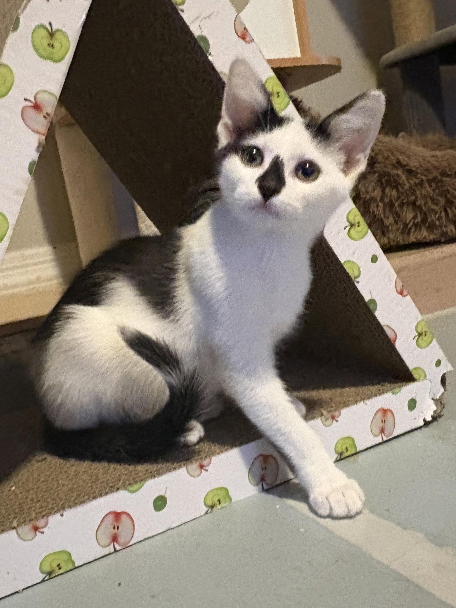 Enlarge Zazu, a Adopted Domestic Short Hair in Phoenix, AZ image 1/3