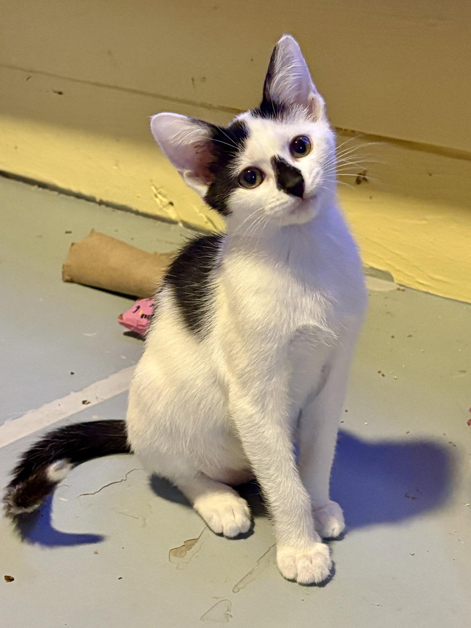 Enlarge Zazu, a Adopted Domestic Short Hair in Phoenix, AZ image 2/3
