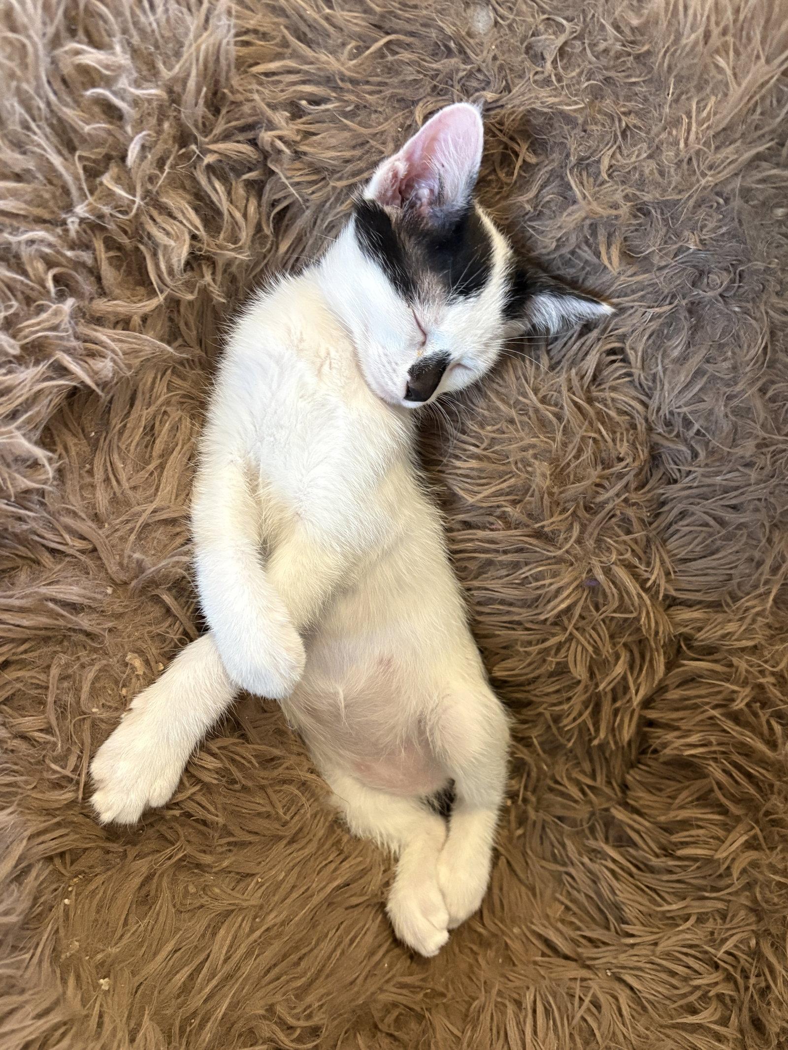 Enlarge Zazu, a Adopted Domestic Short Hair in Phoenix, AZ image 3/3