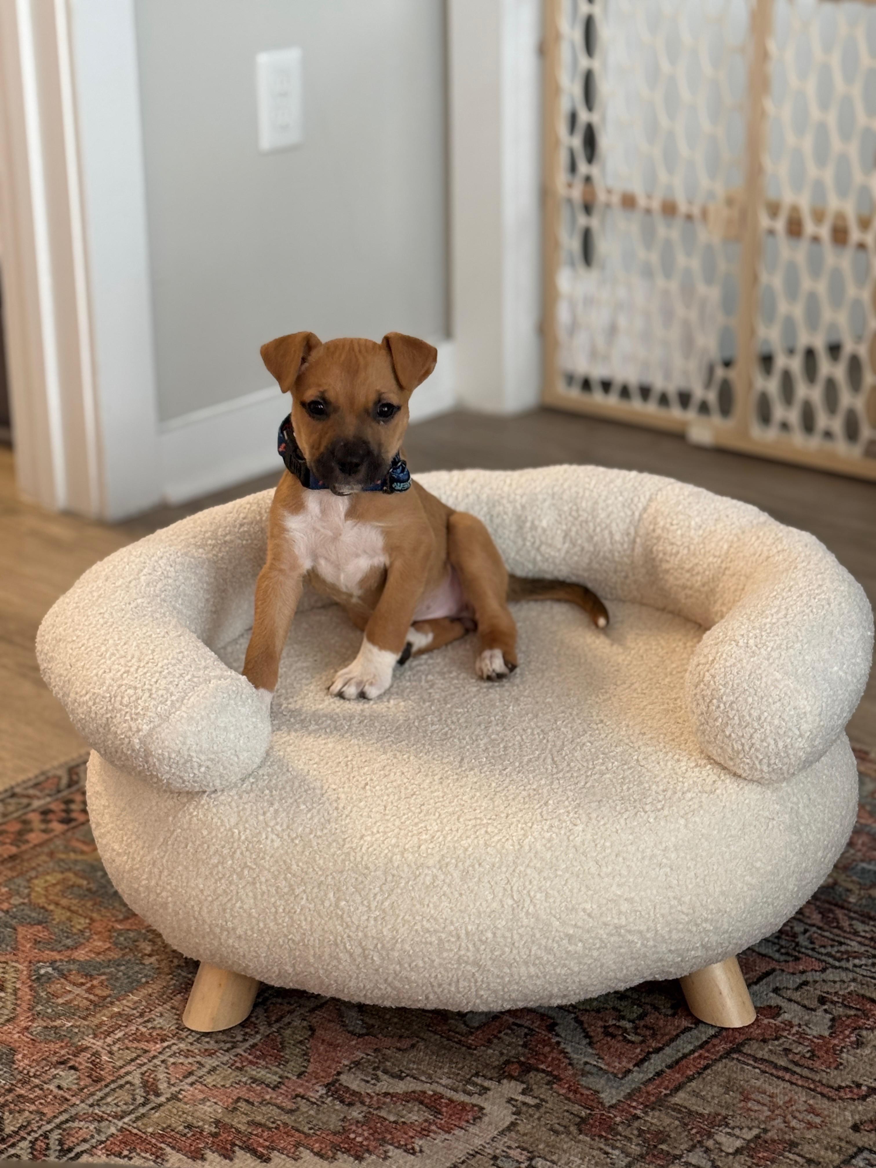 Scottie, a Adopted mixed breed in MOORESVILLE, NC image 2/5