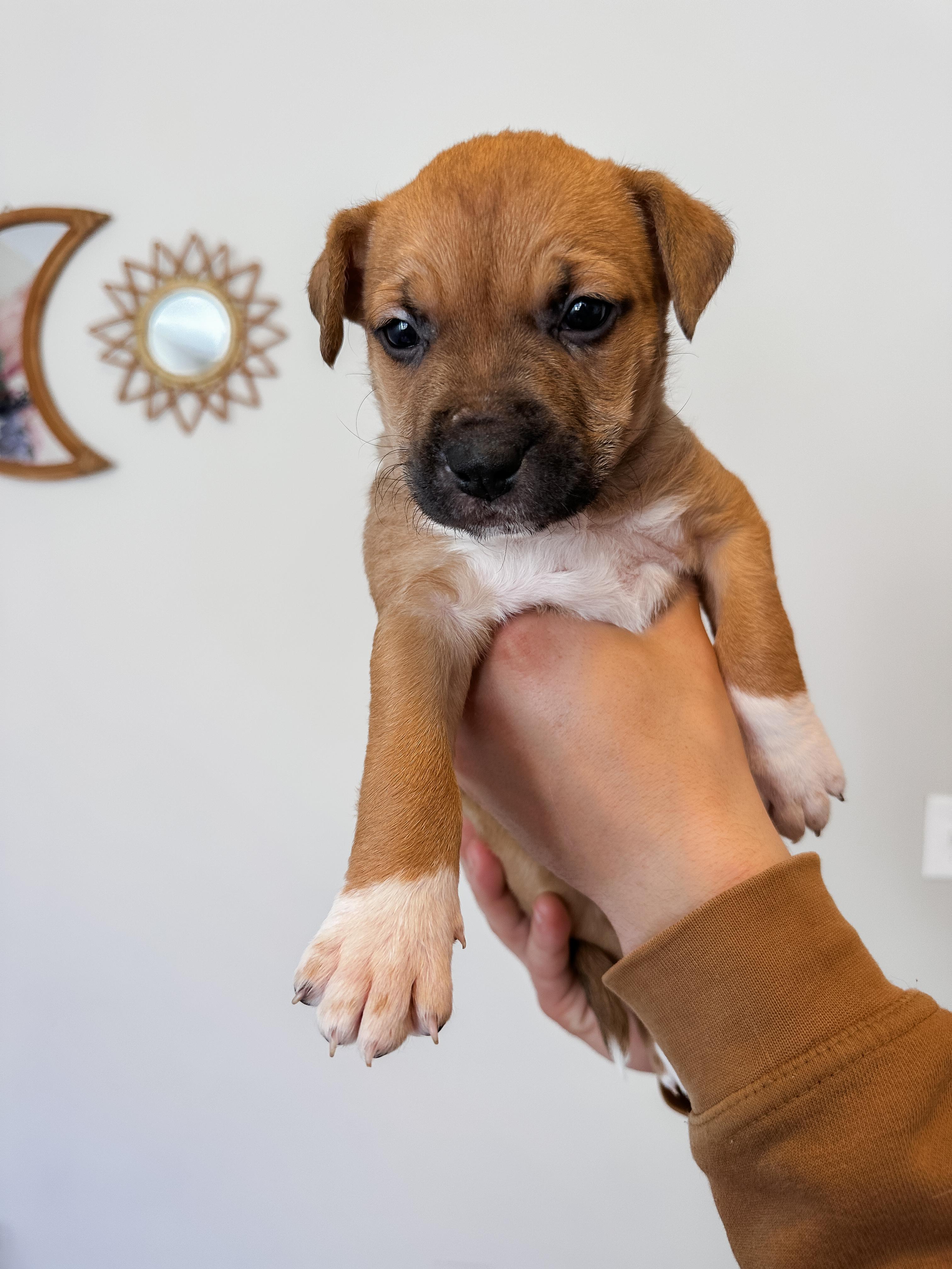 Scottie, a Adopted mixed breed in MOORESVILLE, NC image 3/5