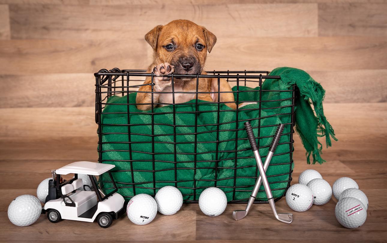 Scottie, a Adopted mixed breed in MOORESVILLE, NC image 4/5