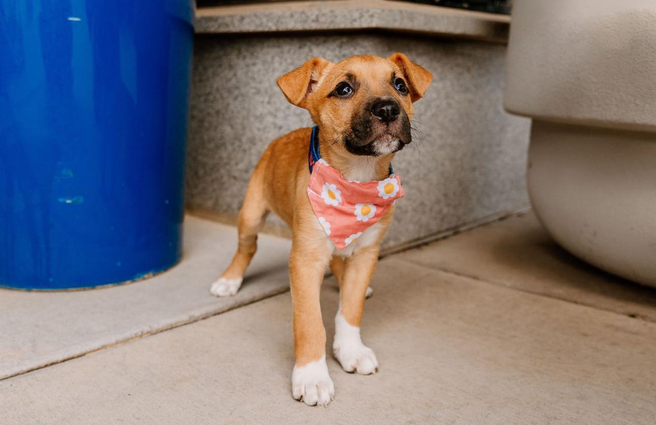 Scottie, a Adopted mixed breed in MOORESVILLE, NC image 1/5