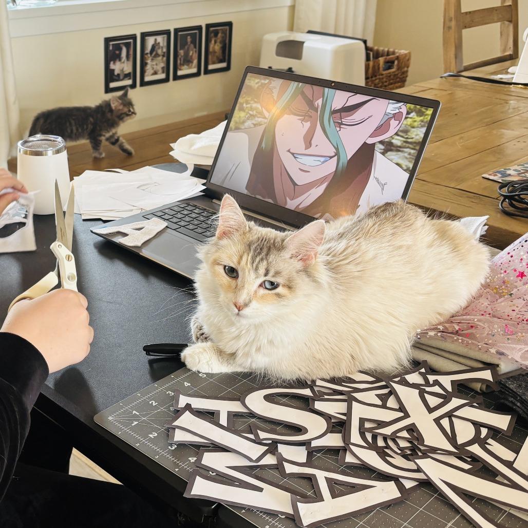 Enlarge Winter, a Adoptable Domestic Medium Hair in Abbotsford, BC image 1/5