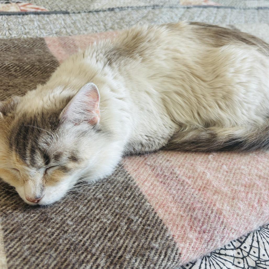 Enlarge Winter, a Adoptable Domestic Medium Hair in Abbotsford, BC image 2/5