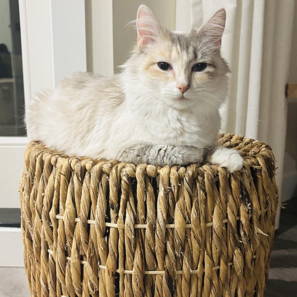 Enlarge Winter, a Adoptable Domestic Medium Hair in Abbotsford, BC image 3/5