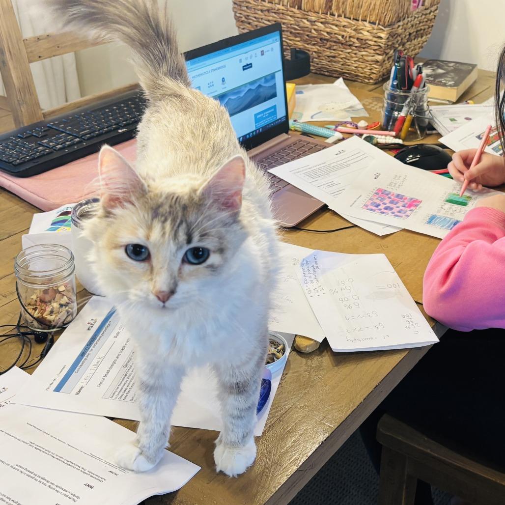 Enlarge Winter, a Adoptable Domestic Medium Hair in Abbotsford, BC image 4/5