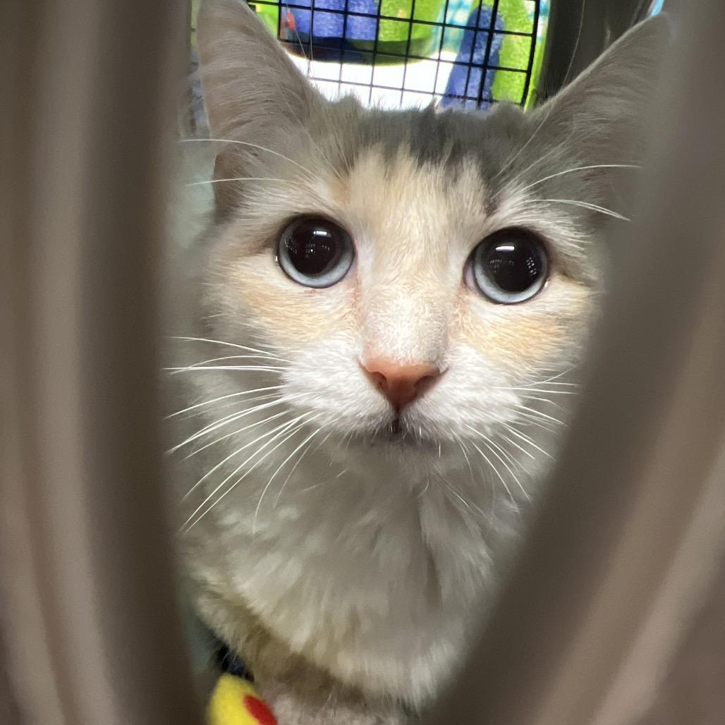 Enlarge Winter, a Adoptable Domestic Medium Hair in Abbotsford, BC image 5/5