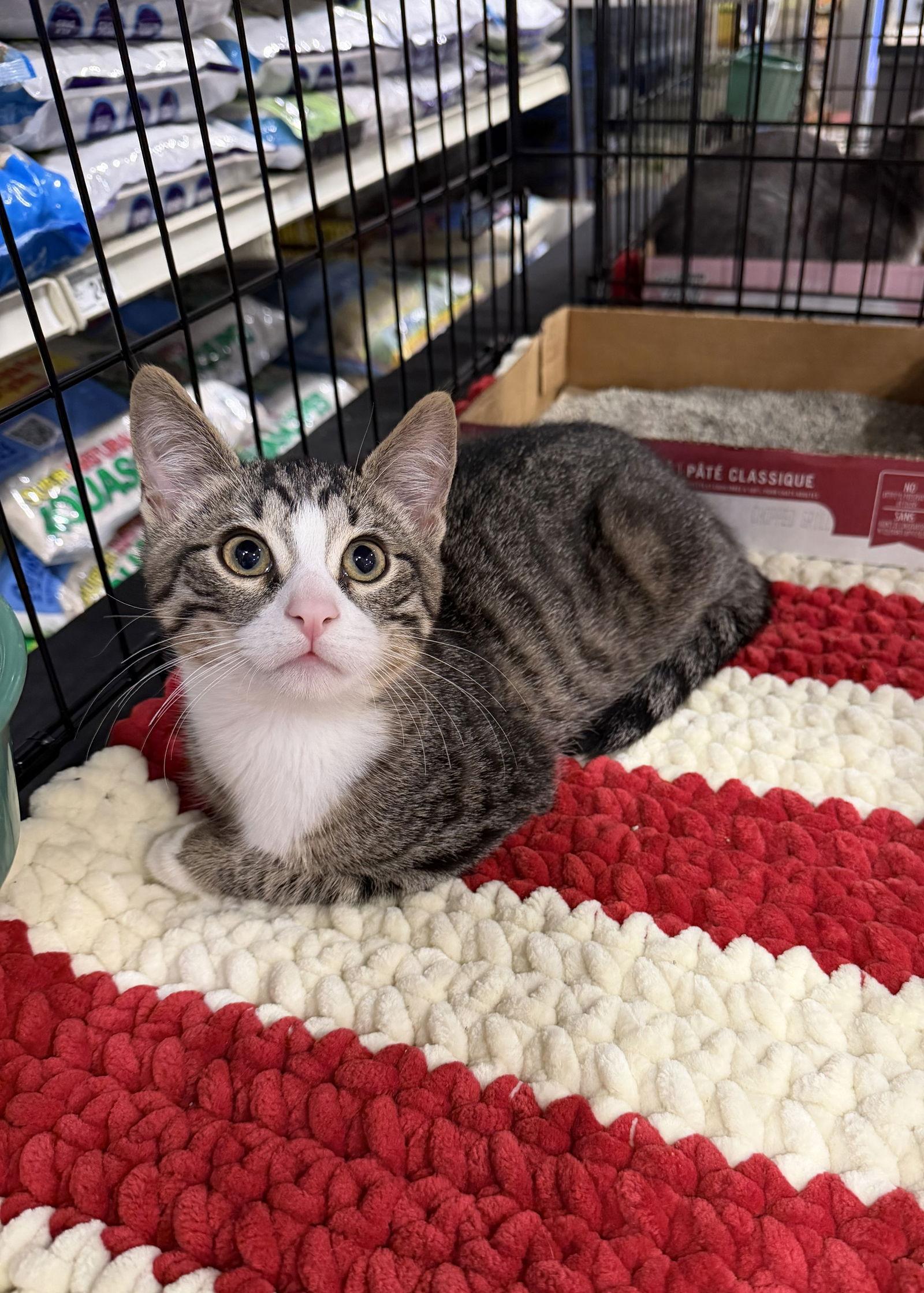 Mason, Adoptable, Kitten Male Domestic Short Hair.