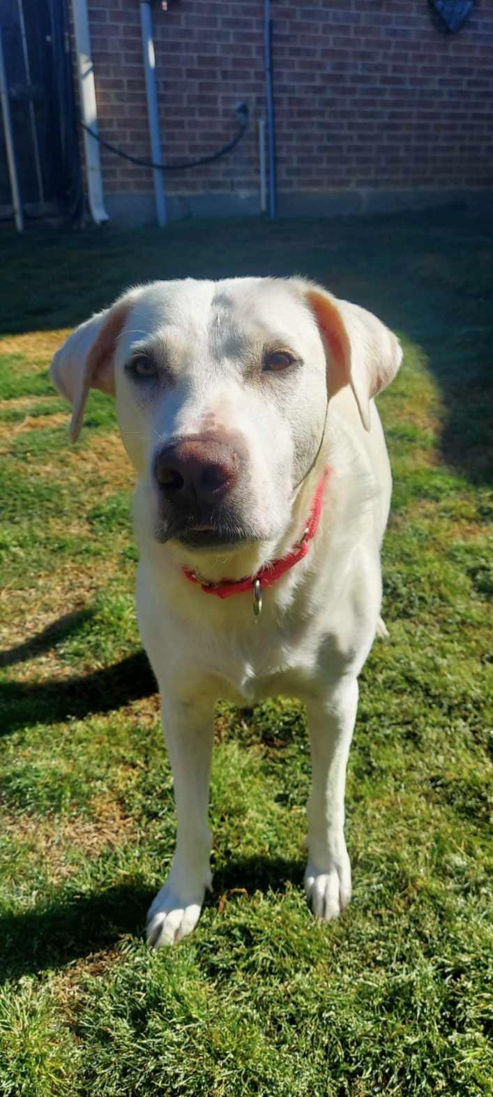 CAILEY, Adult Female unknown
