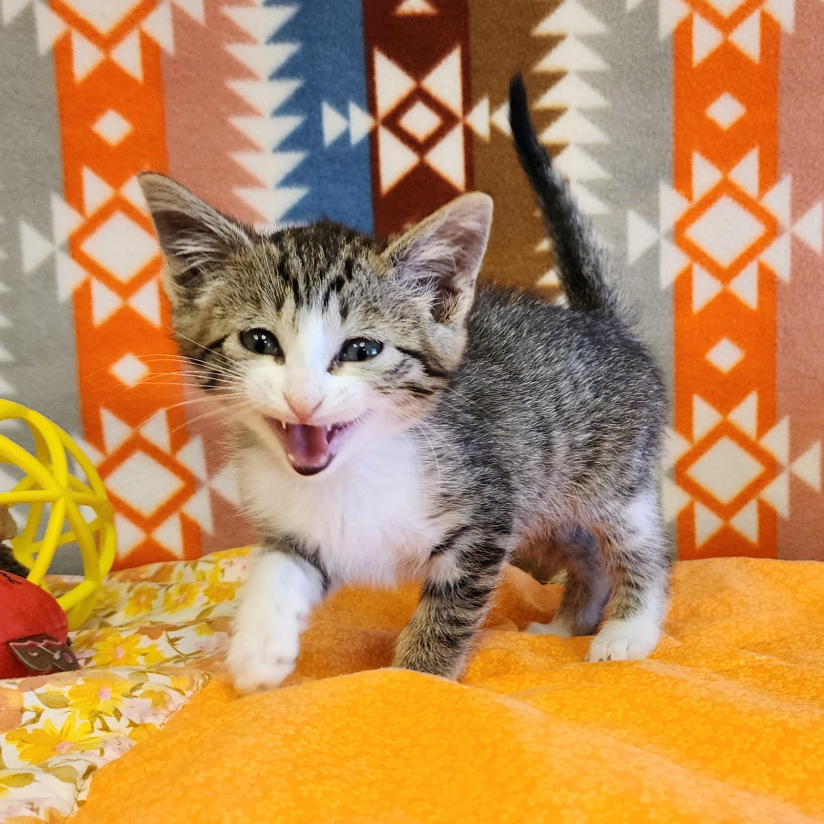 Azalea, a ADOPTABLE mixed breed in ALPINE, TX image 3/6