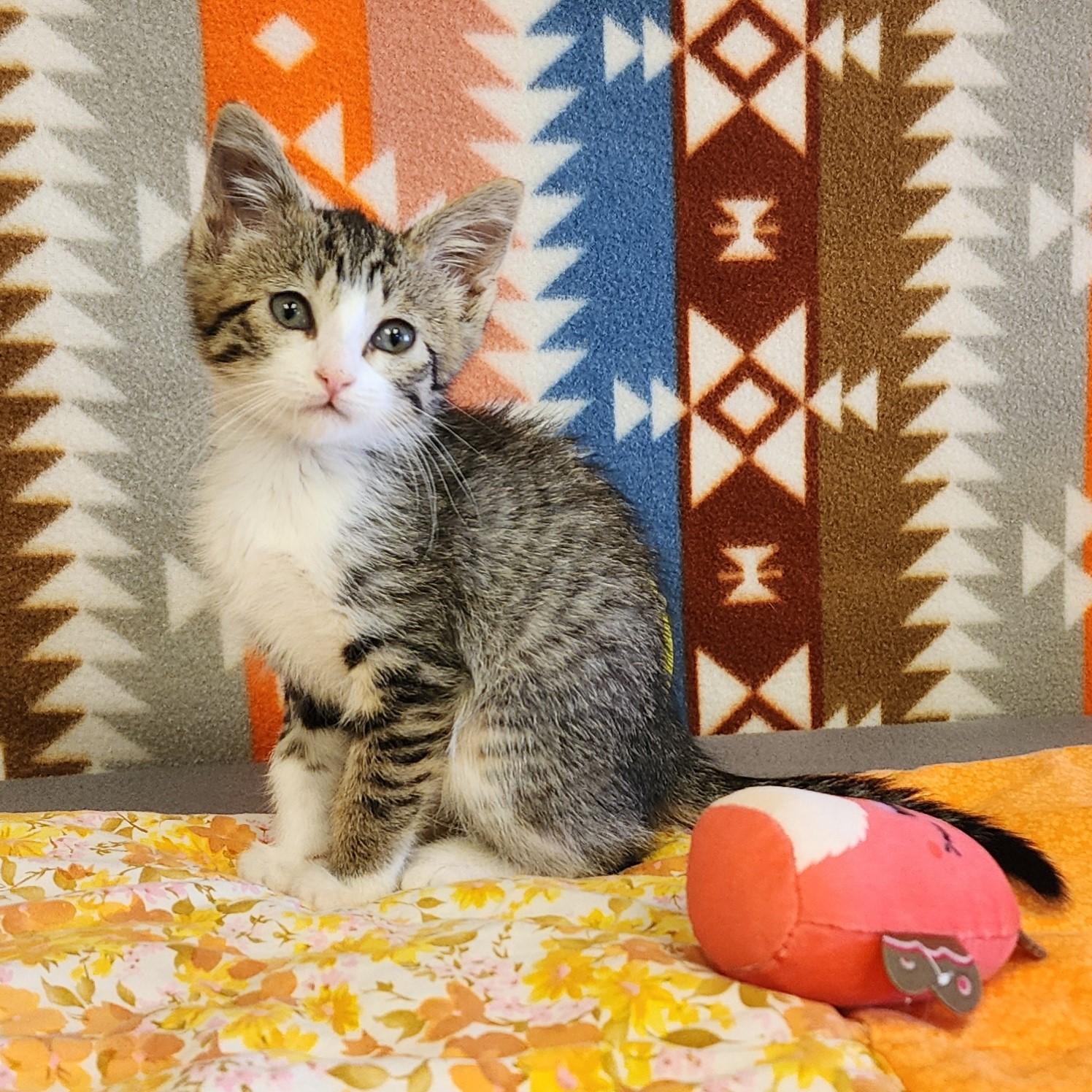 Azalea, a ADOPTABLE mixed breed in ALPINE, TX image 2/6