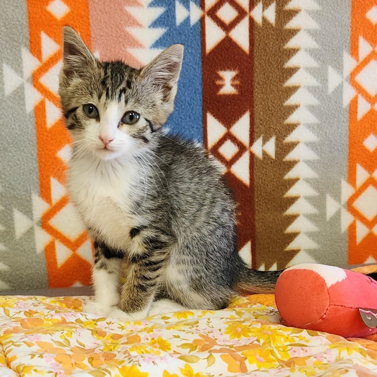 Azalea, ADOPTABLE, Young Female Domestic Short Hair.