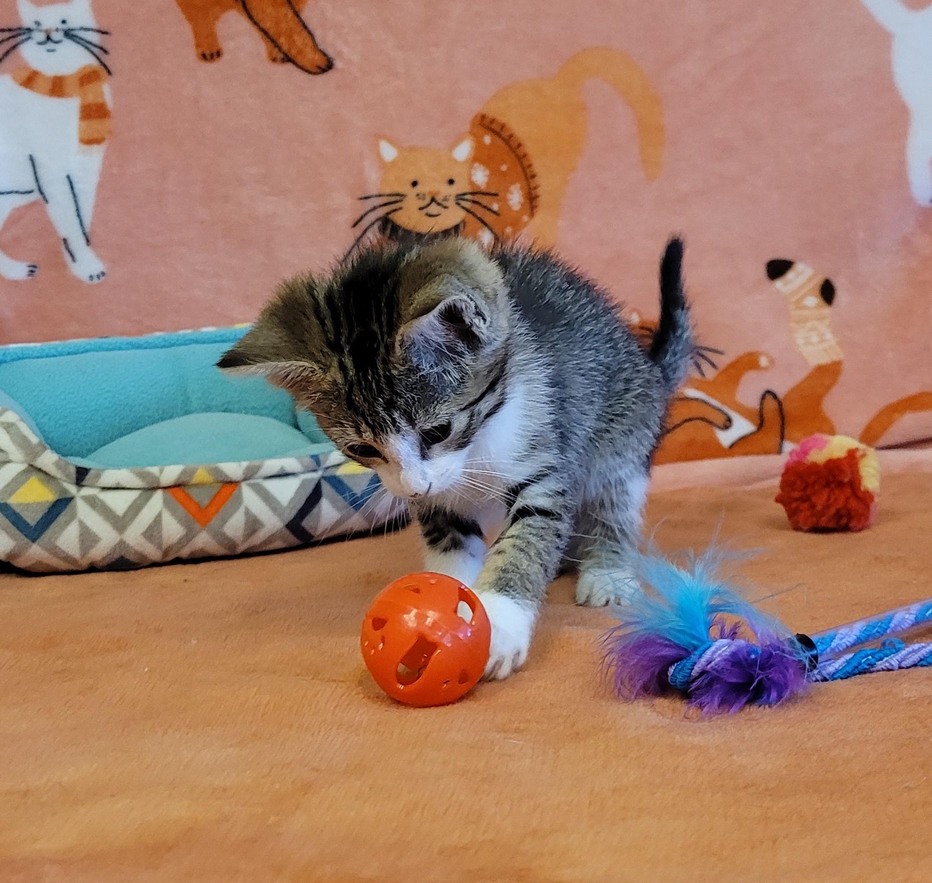 Azalea, a ADOPTABLE mixed breed in ALPINE, TX image 6/6